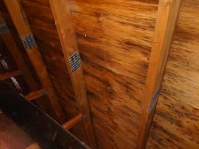 Black mold growth seen growing on wood rafters in attic.