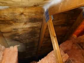 Lots of black mold seen growing on wood in attic.