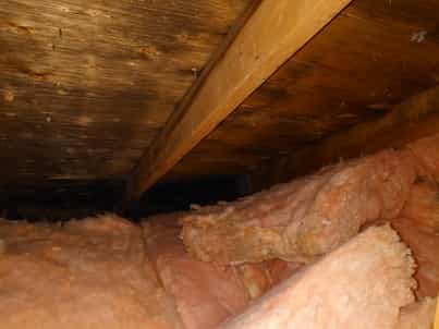 Black mold growth on wood rafters in attic.